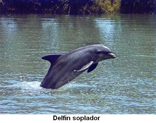 Delfín soplador.jpg